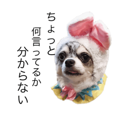[LINEスタンプ] ブルーマールチワワの陽ちゃん