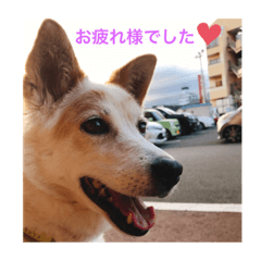 [LINEスタンプ] まゆげ犬 てんてん