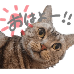 [LINEスタンプ] チェル＆カヤスタンプ