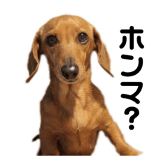 [LINEスタンプ] 我が家の愛犬みかんの日常語パート1