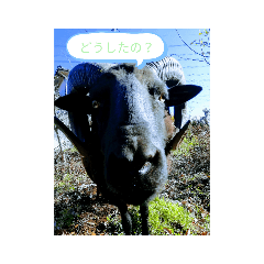 [LINEスタンプ] 黒羊のさっちゃん