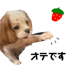 [LINEスタンプ] クロルの日常 キャバリア