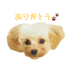 [LINEスタンプ] わが家のこむぎ
