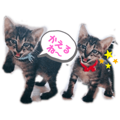 [LINEスタンプ] いつもの会話☆青虎＆家康 子猫ver①