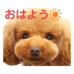 [LINEスタンプ] かのんスタンプ 2020年版