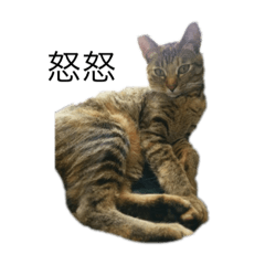 [LINEスタンプ] うちの猫キュート