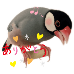 [LINEスタンプ] 文鳥ズ