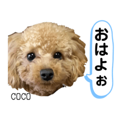 [LINEスタンプ] COCOスタンプ❀