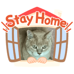 [LINEスタンプ] うちの猫ちゃんと仲間たち