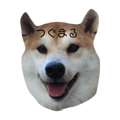 [LINEスタンプ] 全てに敵意を見せる犬、我が愛犬つぐ！！！