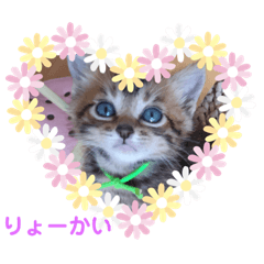 [LINEスタンプ] よつばはこねぎ