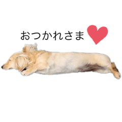 [LINEスタンプ] ダックス❤︎シェリちゃん