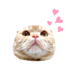 [LINEスタンプ] ねこのきもち3