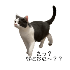 [LINEスタンプ] ねこ ブリティッシュショートヘアー