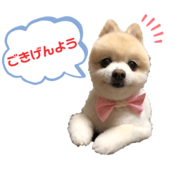 [LINEスタンプ] 犬のくぅちゃん