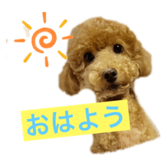 [LINEスタンプ] トイプーのLOVEだよ