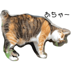[LINEスタンプ] 今日のミィ～子