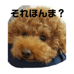 [LINEスタンプ] 関西弁のトイプードル2