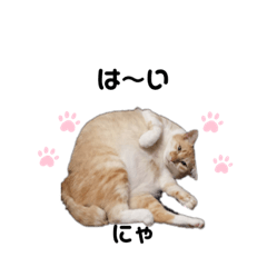 [LINEスタンプ] タプタプお腹のモフ猫 ミルの日常会話