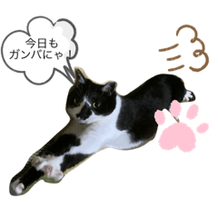 [LINEスタンプ] 黒白みー
