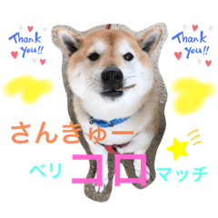 [LINEスタンプ] 柴犬コロ助スタンプ〜コロスタ〜其の一