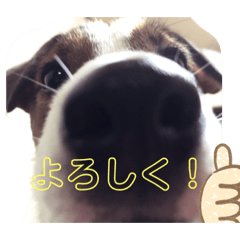 [LINEスタンプ] わんちゃん！！可愛いよ！！