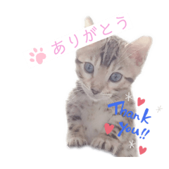 [LINEスタンプ] ベンガル猫のフェリスくん 仔猫ver.