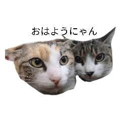 [LINEスタンプ] 我が家の猫たちにゃん
