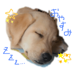 [LINEスタンプ] ラブラドール(にこ)スタンプ.