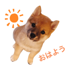[LINEスタンプ] 豆柴大吉第1弾！！