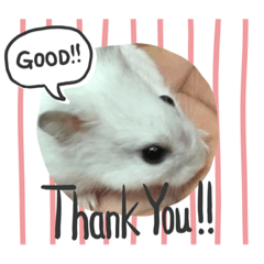[LINEスタンプ] ハムダイ2