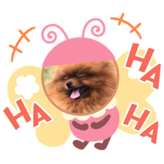 [LINEスタンプ] ポメラニアン！！