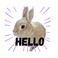 [LINEスタンプ] うさぎ（maron）NO.1