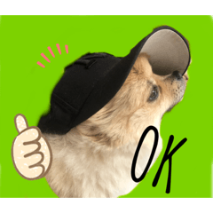 [LINEスタンプ] ポメラニアン アロちゃんスタンプ