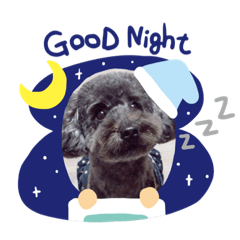 [LINEスタンプ] もふもふトイプードルのぴーちゃん
