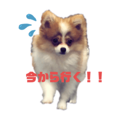 [LINEスタンプ] ポメラニアンのぷく♂