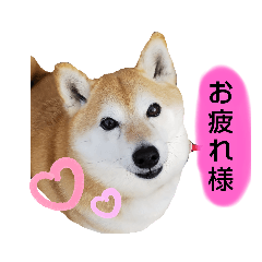 [LINEスタンプ] 柴犬ひみこの1日