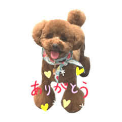 [LINEスタンプ] トイプードル  トッポのスタンプ
