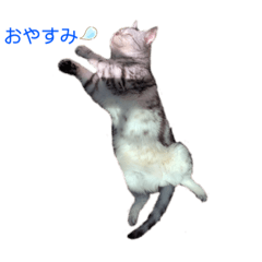 [LINEスタンプ] トムとジン