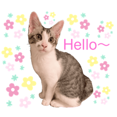 [LINEスタンプ] ひなルナ