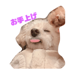 [LINEスタンプ] むぎちゃんのスタンプ（1）