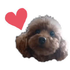 [LINEスタンプ] トイプーネネ