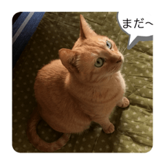 [LINEスタンプ] き〜ちゃんは言いたいことがある