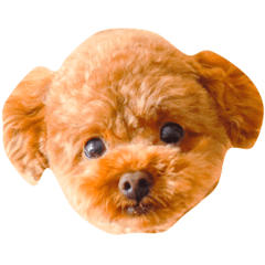[LINEスタンプ] お犬さまchocopi
