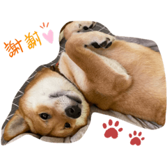 [LINEスタンプ] 私は木製の犬のように