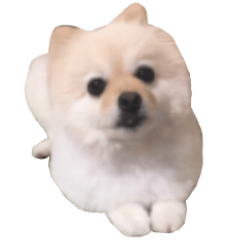 [LINEスタンプ] ポメラニアンのマロ その3