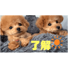 [LINEスタンプ] きんちゃんぎんちゃんの幼少期スタンプ