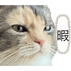 [LINEスタンプ] あさむぎ