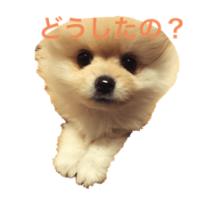 [LINEスタンプ] ポメラニアン のぽこ