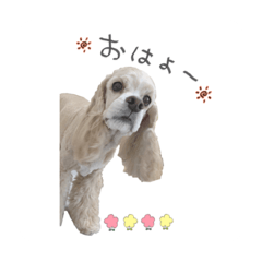 [LINEスタンプ] cocoaのスタンプ。